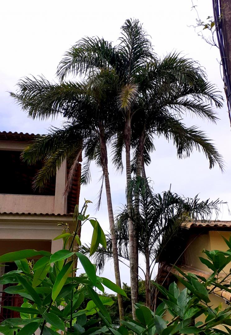 Is this Syagrus cearensis? - DISCUSSING PALM TREES WORLDWIDE - PalmTalk