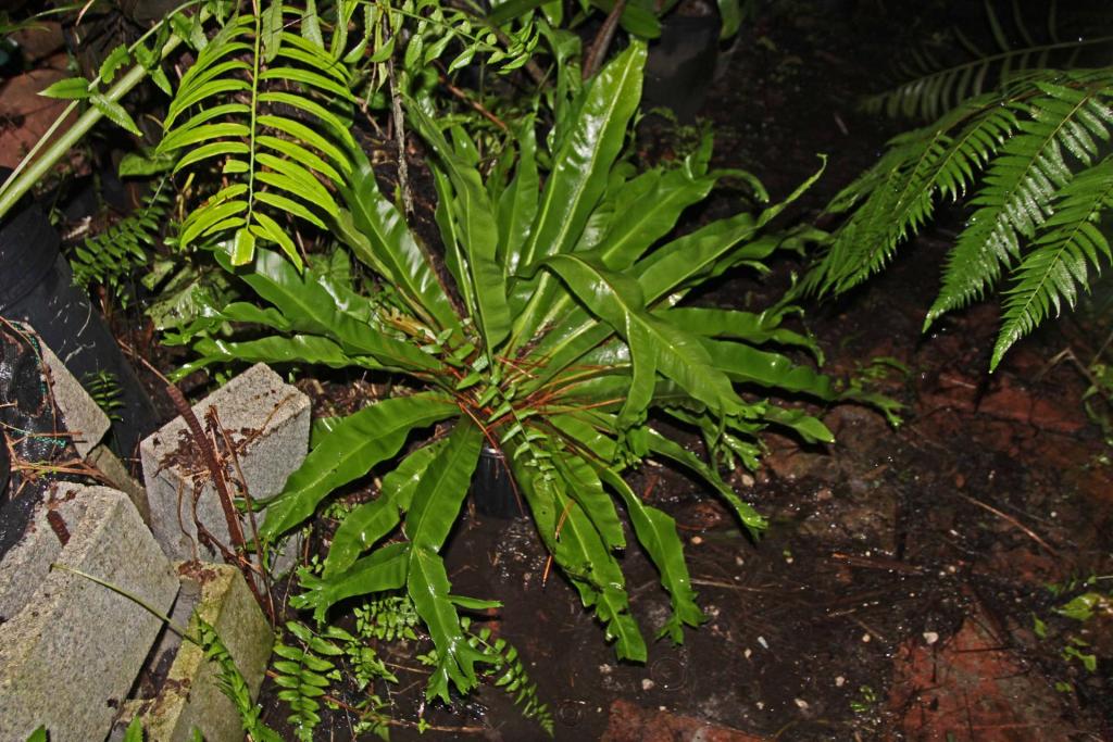 Asplenium crisphatum.jpg