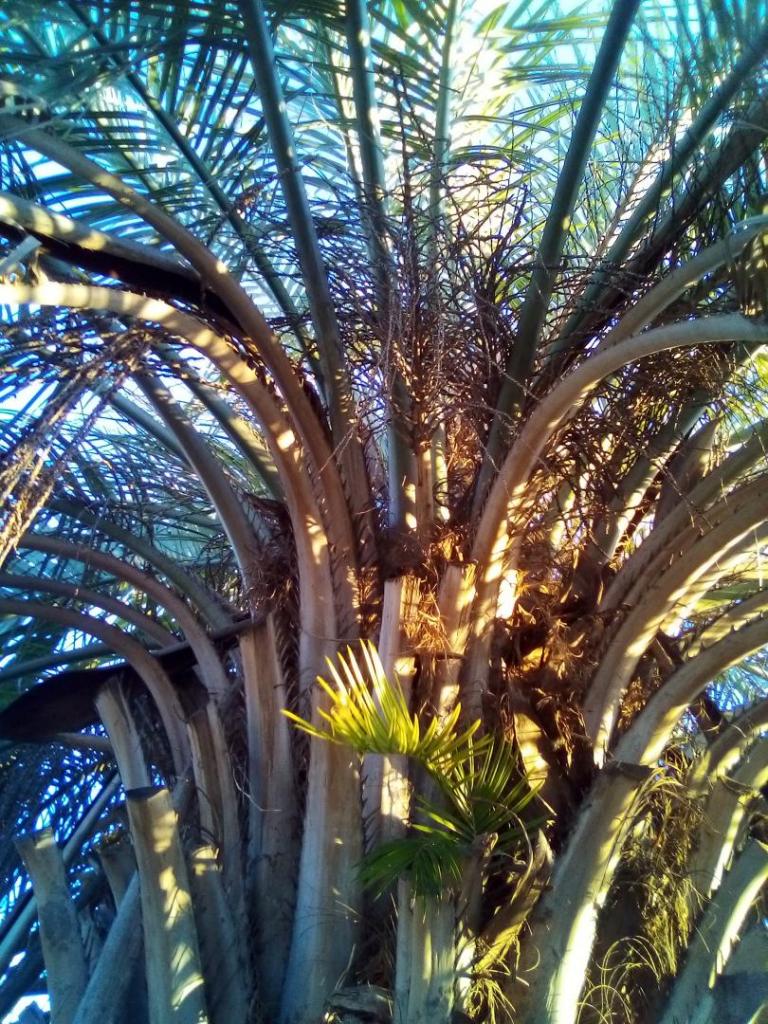 Butia cycad.jpg