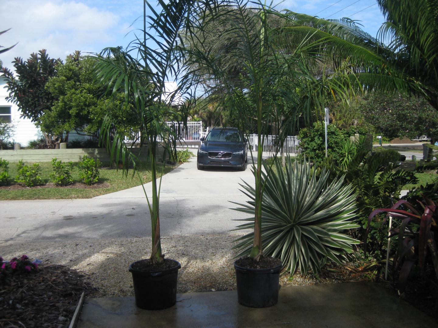 Royal palm spacing - how close is too close? - DISCUSSING PALM TREES  WORLDWIDE - PalmTalk