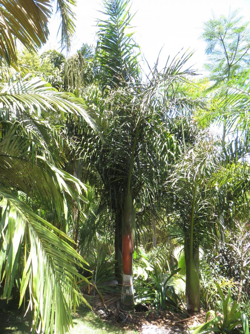 Anyone growing dypsis oropedionis - DISCUSSING PALM TREES WORLDWIDE ...