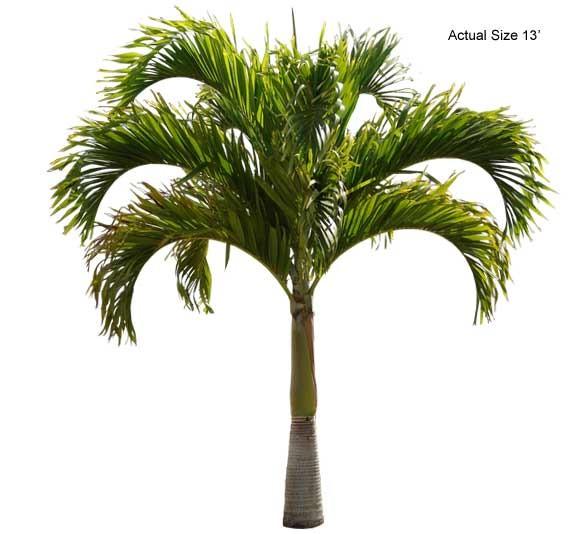 christmas-palm-tree-veitchia-merrillii-30-01-b-realpalmtrees_com.jpg.a6737571c87dda556d4b246517591850.jpg