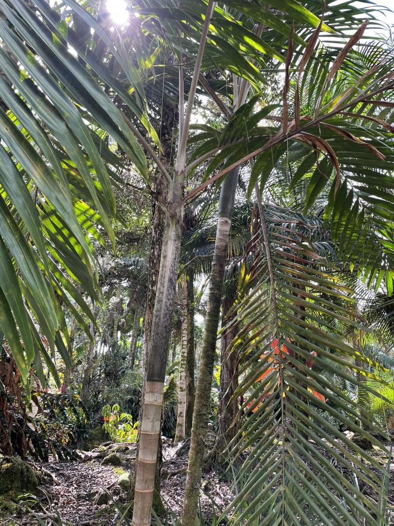 Veitchia vitiensis - DISCUSSING PALM TREES WORLDWIDE - PalmTalk