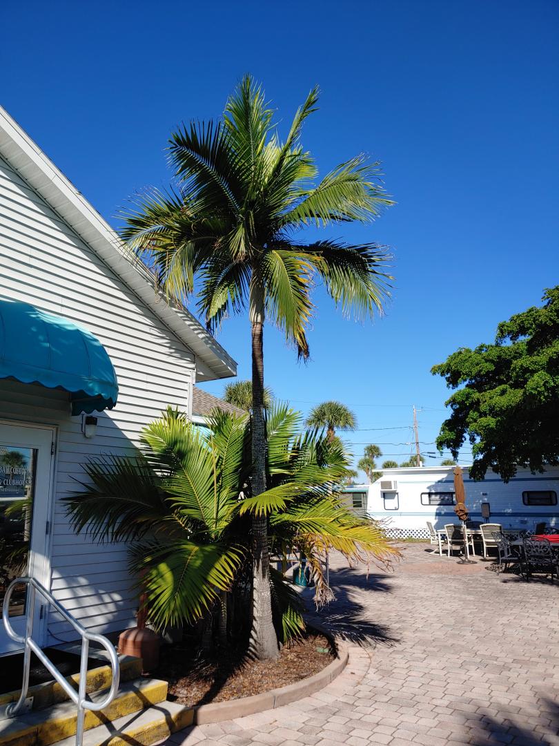 Palm Id Manasota Key Florida Alexander Discussing Palm Trees Worldwide Palmtalk