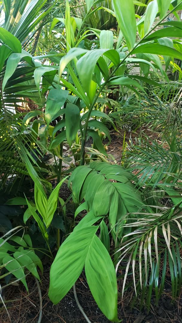 Chamaedorea Microspadix - COLD HARDY PALMS - PalmTalk