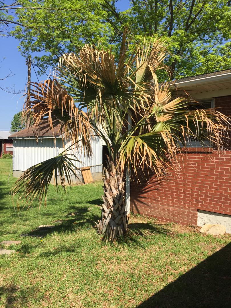 40 Year Old Palmetto in NW North Carolina - COLD HARDY PALMS - PalmTalk