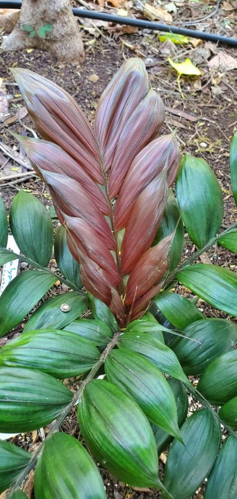 Calyptrocalyx pachystachys-20210110_101452.jpg