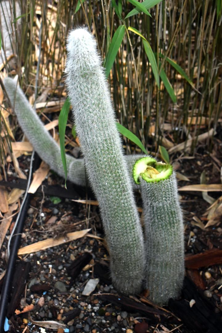 Cleistocactus Strausii Damaged By Wind Tropical Looking Plants Other Than Palms Palmtalk