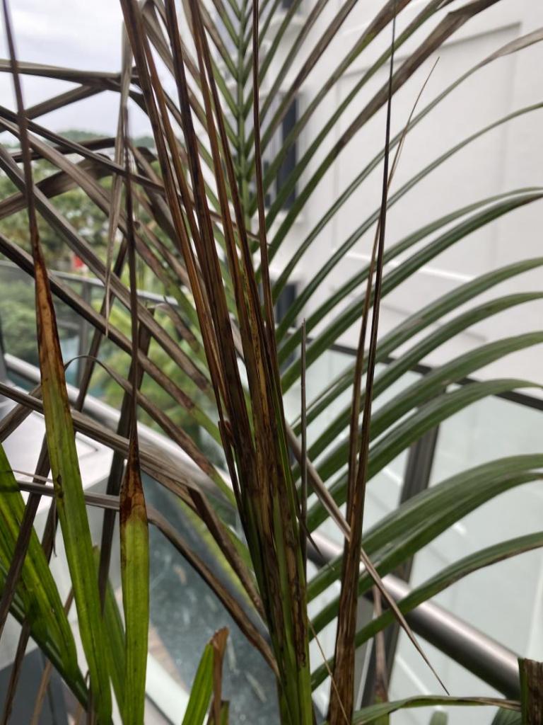 Why Is My Palm Plant Sticky