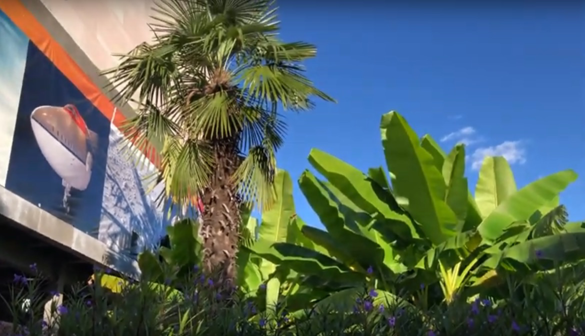 washington DC windmill palm DISCUSSING PALM TREES WORLDWIDE PalmTalk