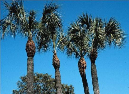 palmetto.JPG.72bc2c8240999bb64c48b518a55a8047.JPG