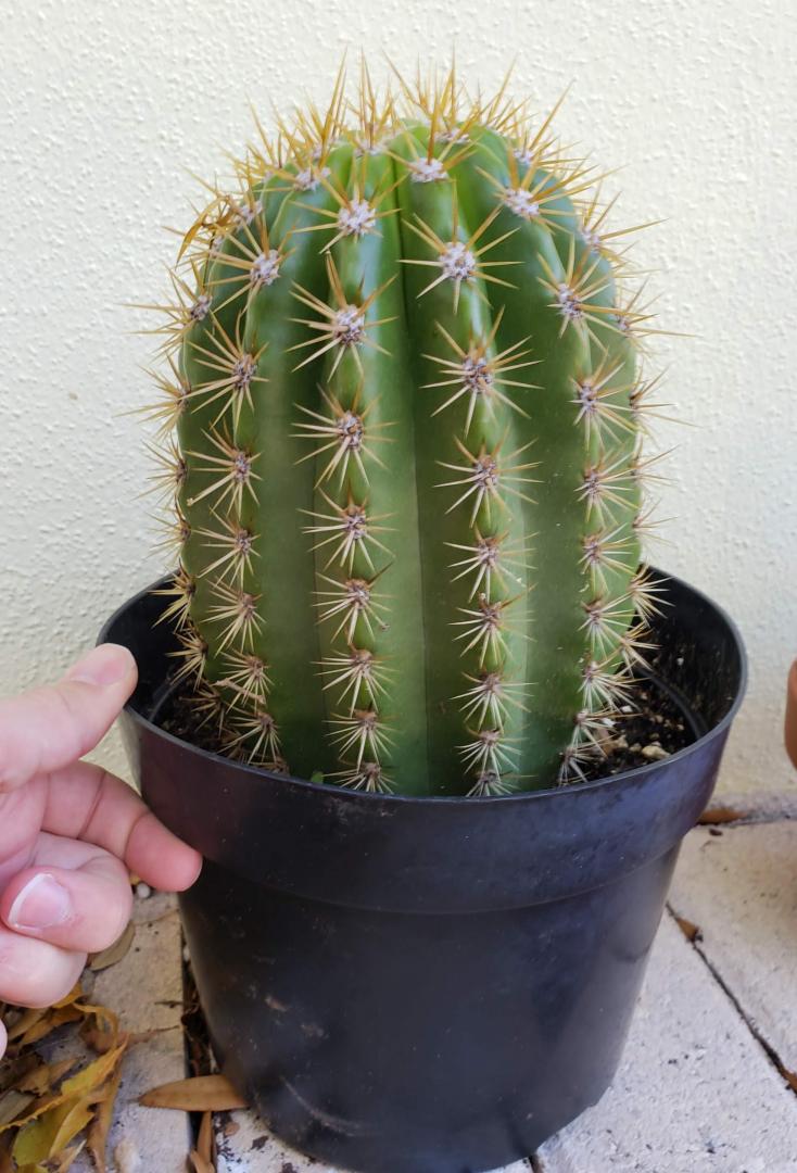 Trichocereus Sun Goddess Tropical Looking Plants Other Than Palms Palmtalk