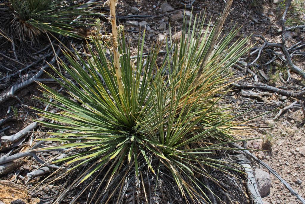 8629 Tent Rocks.jpg