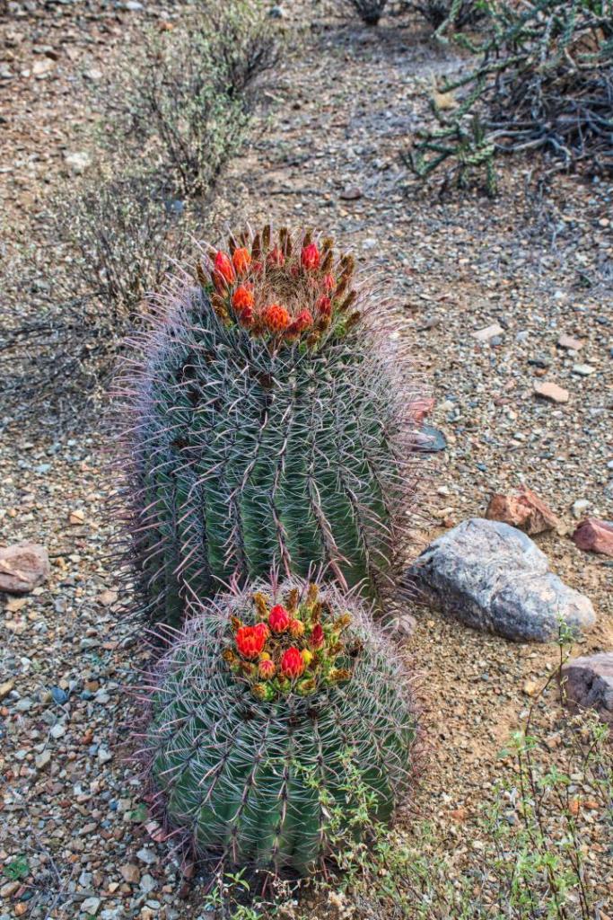 Barrel Saguaro NP.jpg