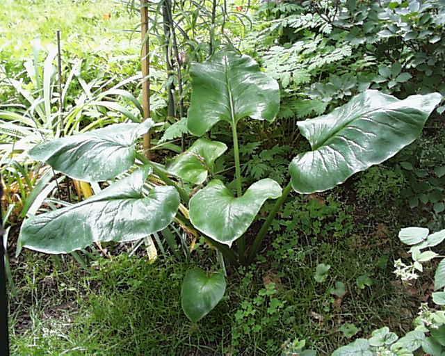 Cardiocrinum_giganteum8.jpg.71de1fb4698f5ebfd1a1d5442fef18ad.jpg