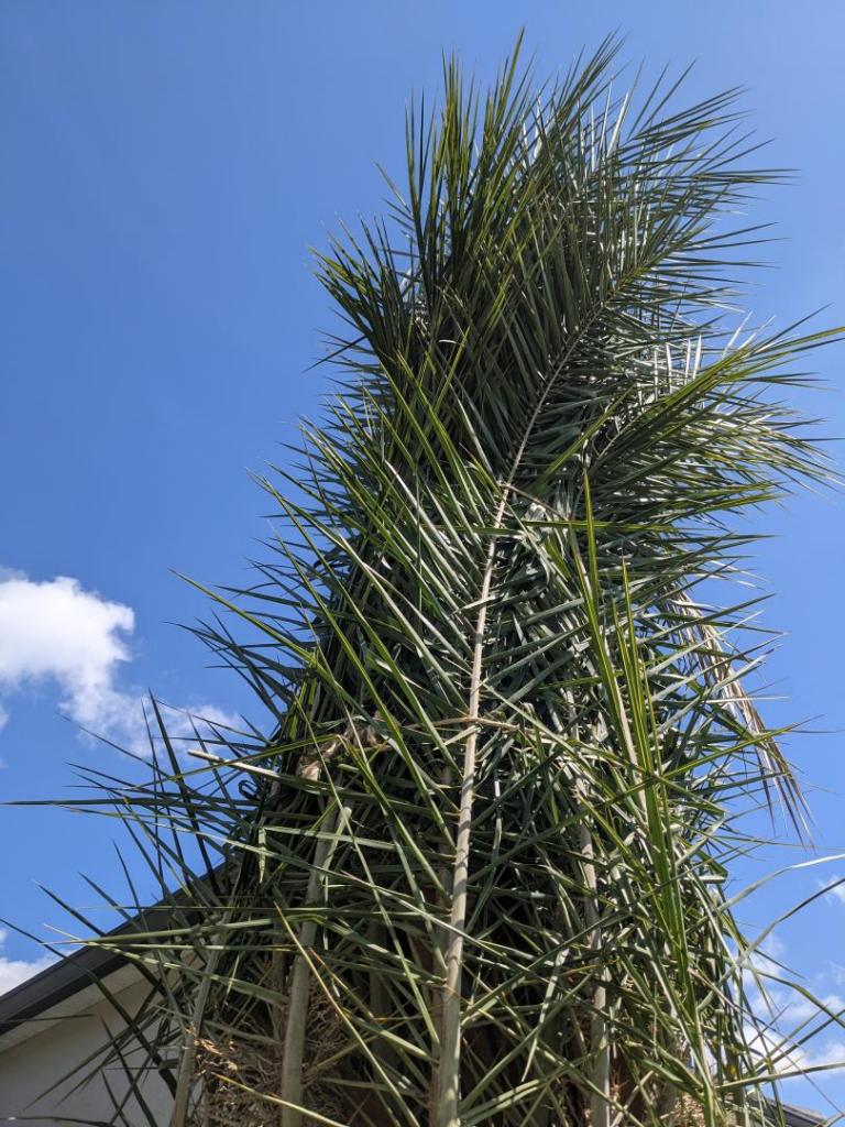 Need Some Input On New Sylvester Palms - DISCUSSING PALM TREES