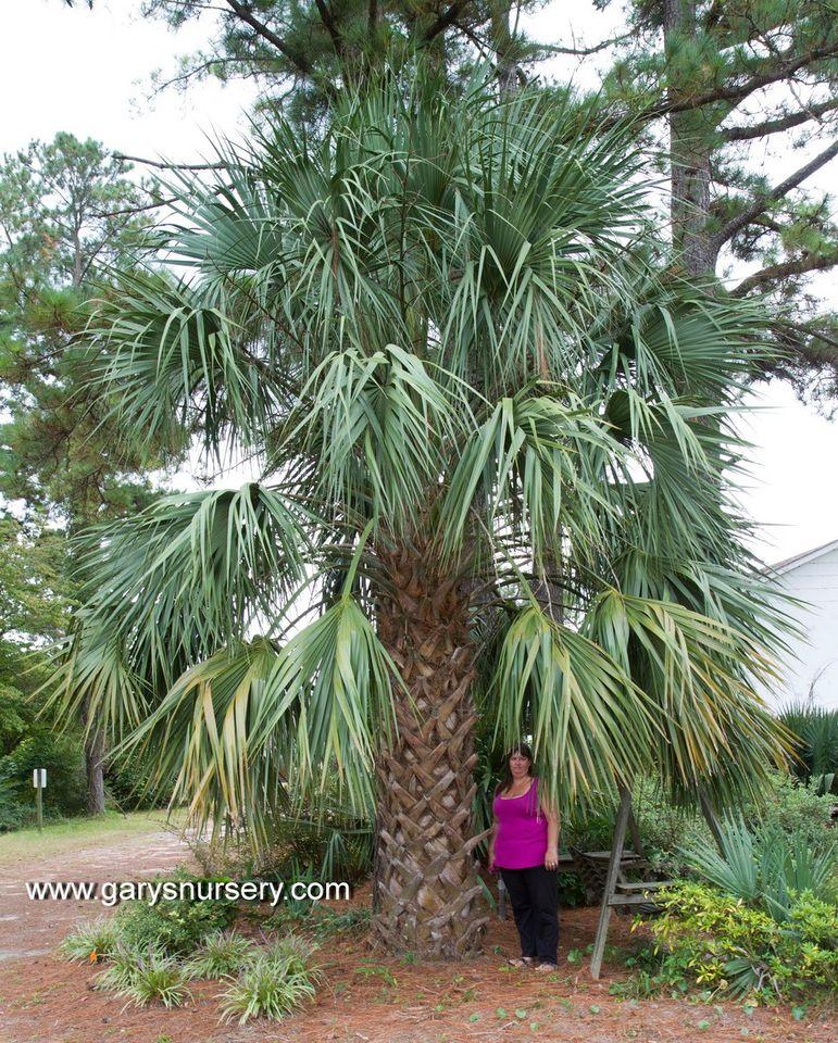 bigBHIpalmetto.jpg.2ffc1fe2d2b69187df8145b409c71b84.jpg