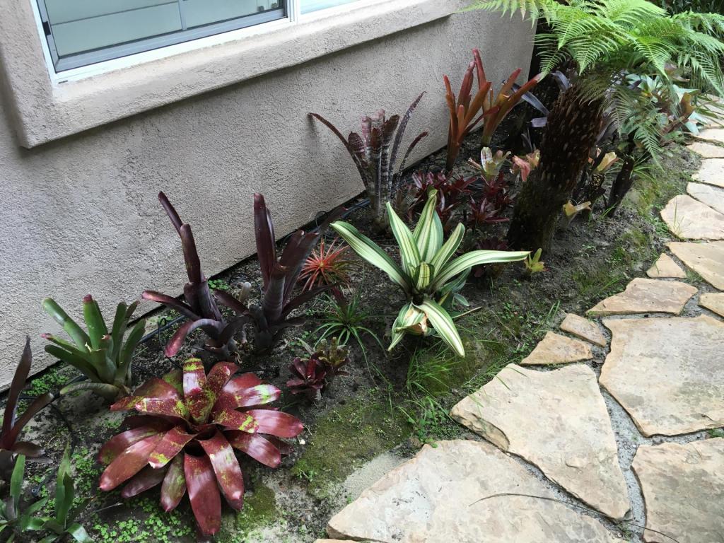 bromeliads.jpg