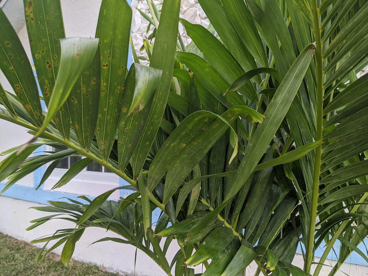 Does My Young Christmas Palm Have A Disease Discussing Palm Trees