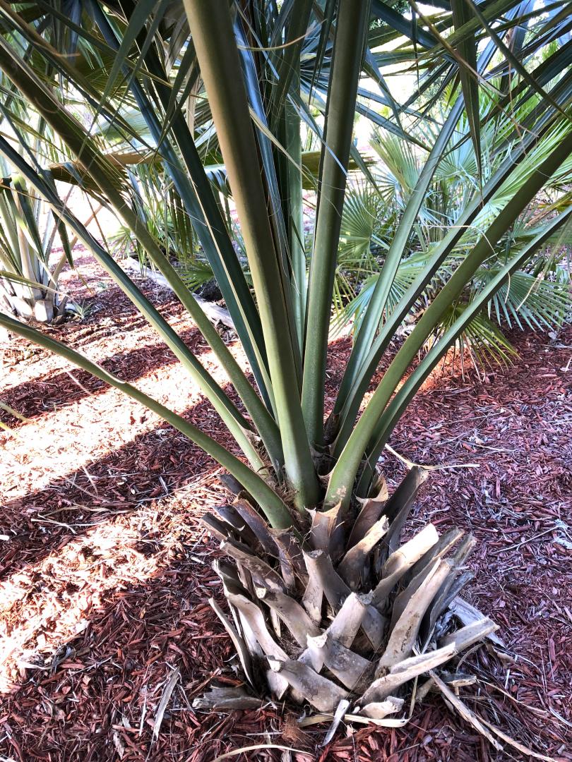 Sabal bermudana with seeds - DISCUSSING PALM TREES WORLDWIDE - PalmTalk