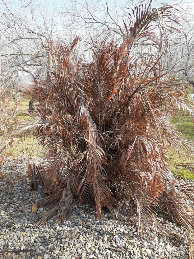 Areca-Dypsis lutescens-2 After Freeze-sized.jpg