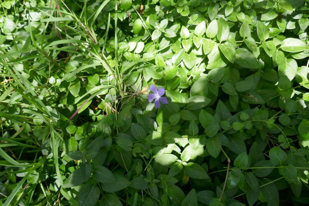 Vinca major.JPG