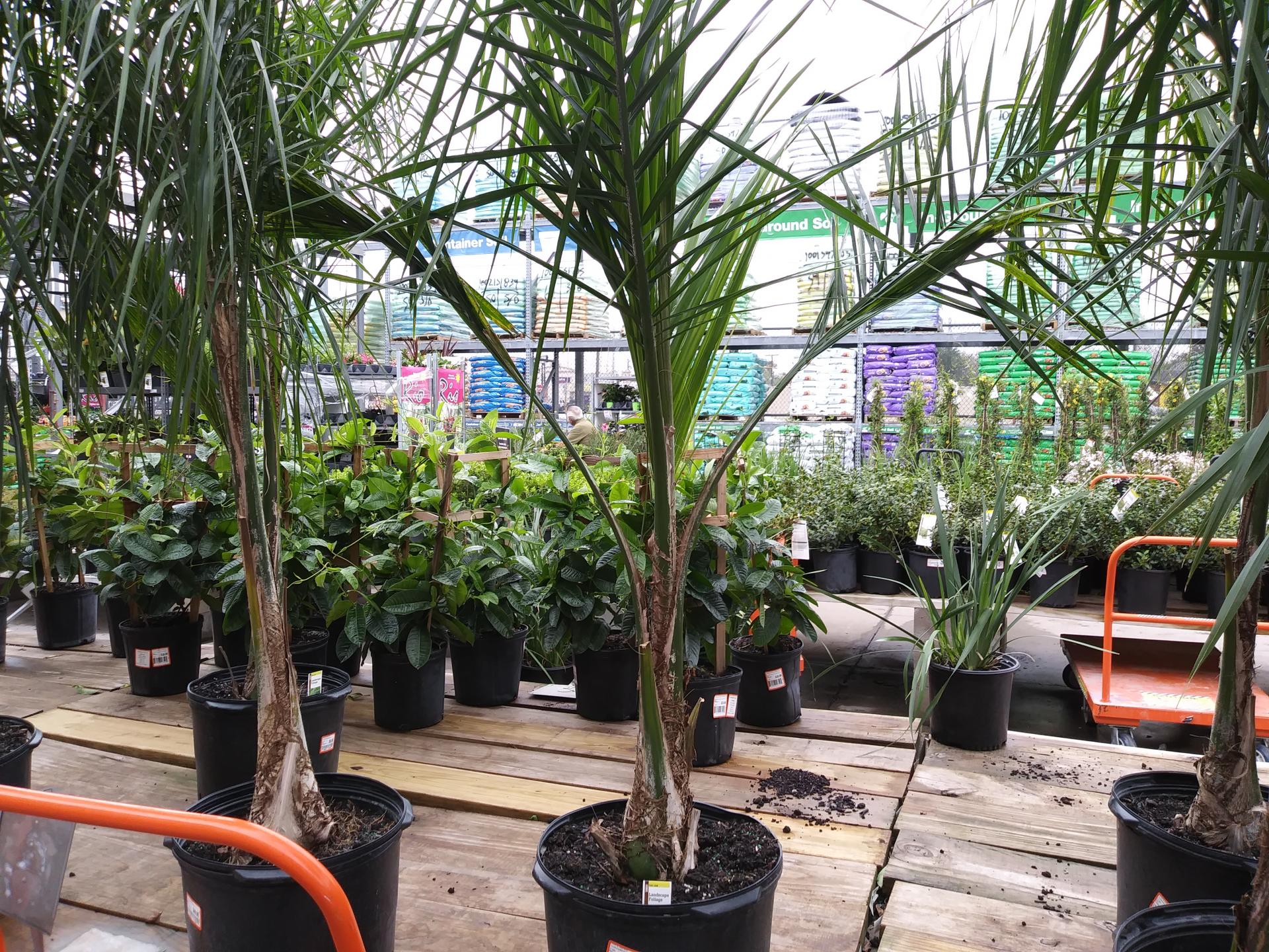 Home depot palm deals trees