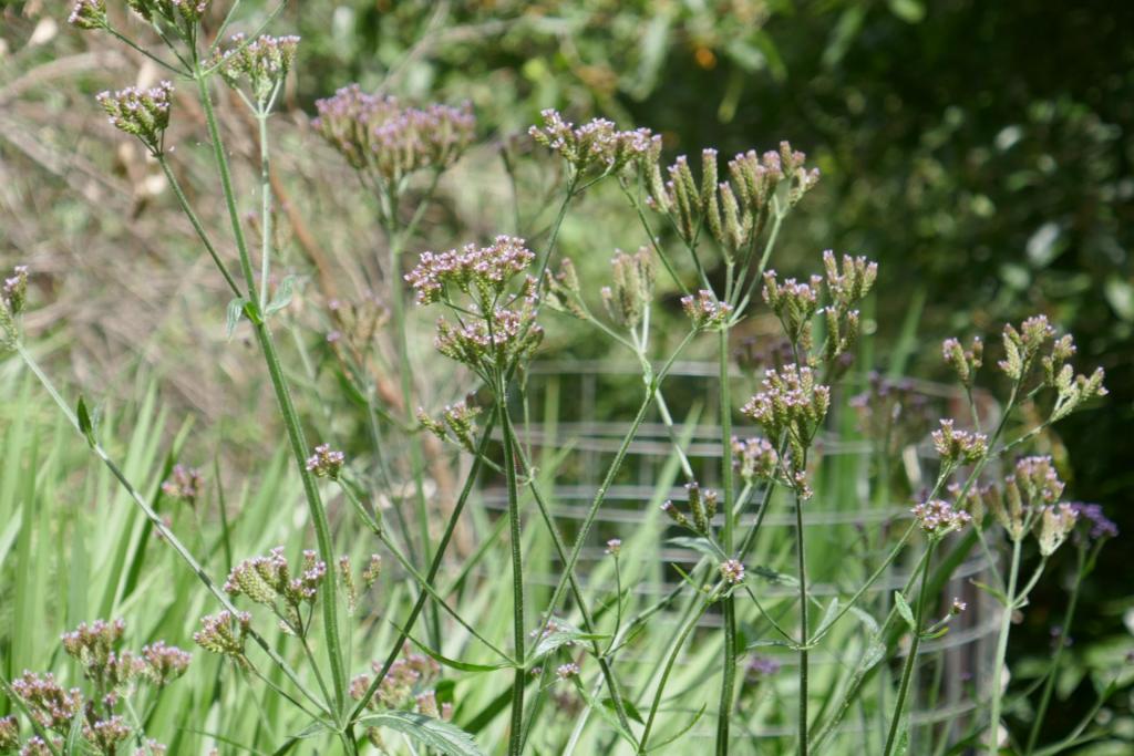 Verbena bonariensis.JPG