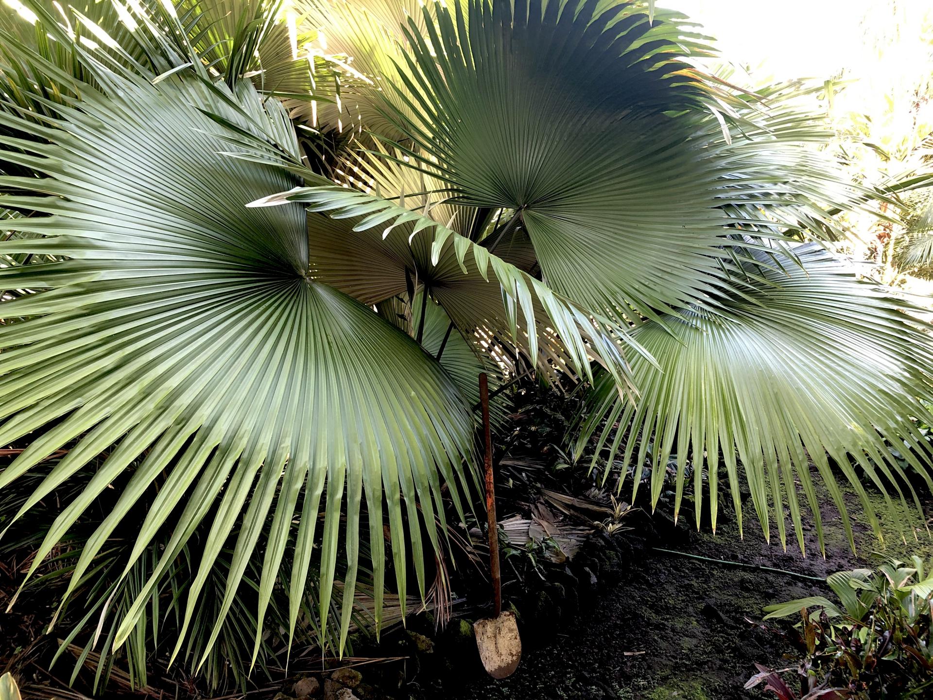 Where Are People Growing Kerriodoxa Elegans? - Discussing Palm Trees 