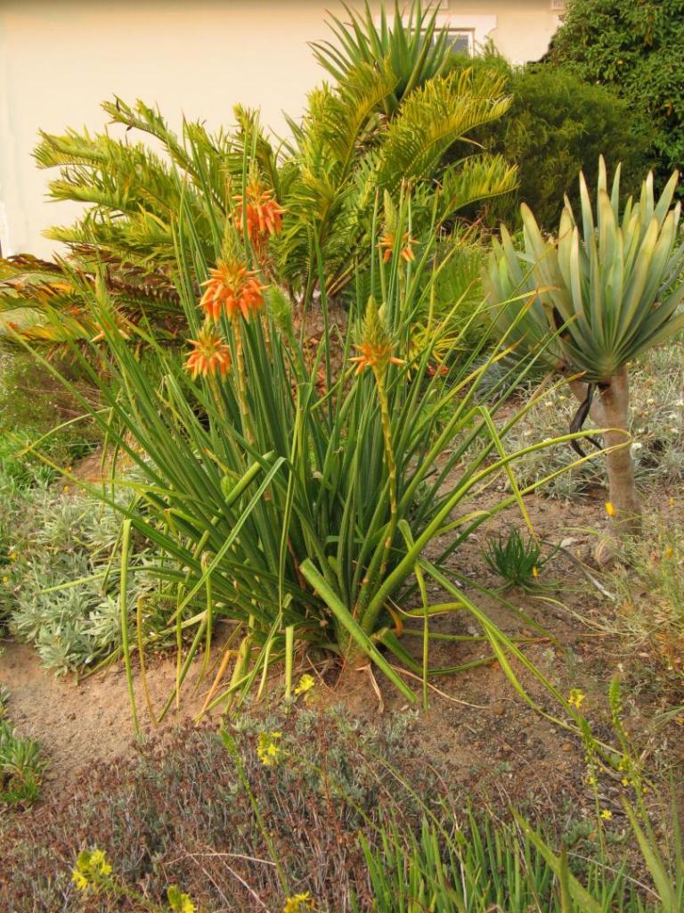 Aloe_cooperi_in_flower_IMG_1702e.JPG