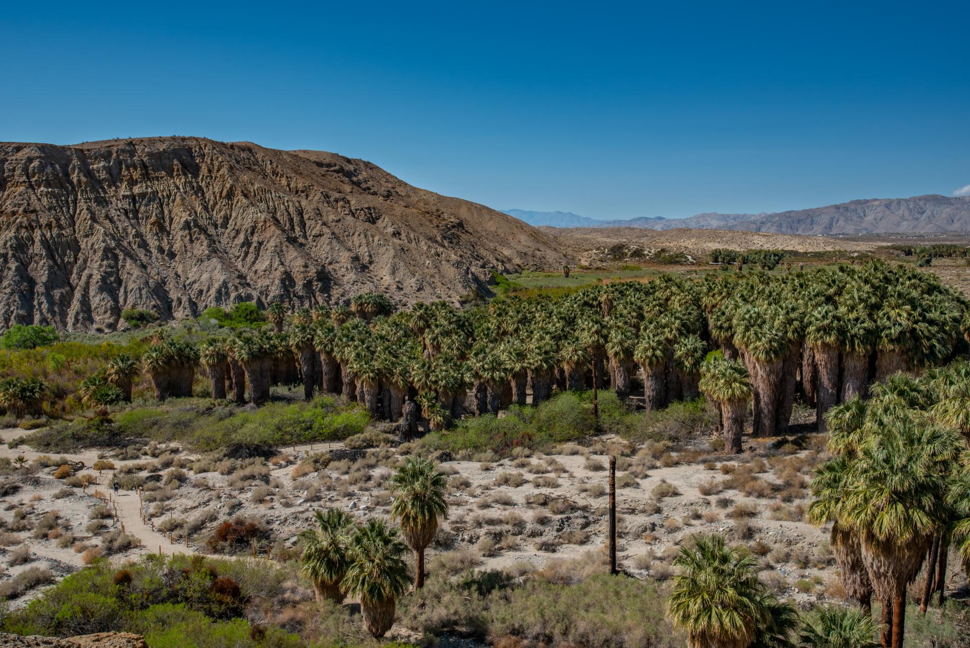 Coachella Valley Preserve / Thousand Palm Oasis, California - TRAVEL ...