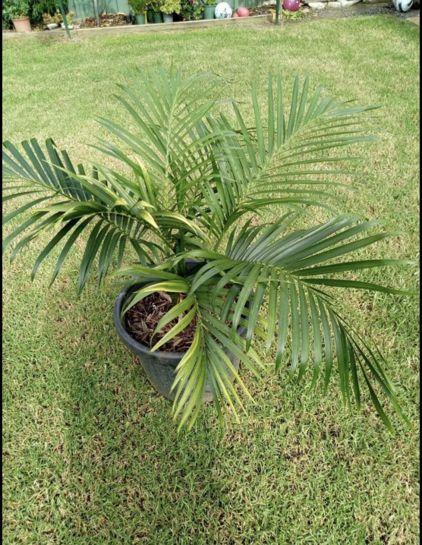 Id Please Discussing Palm Trees Worldwide Palmtalk