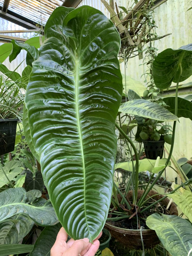 Anthurium longissimilobum ロンギッシミロバム-