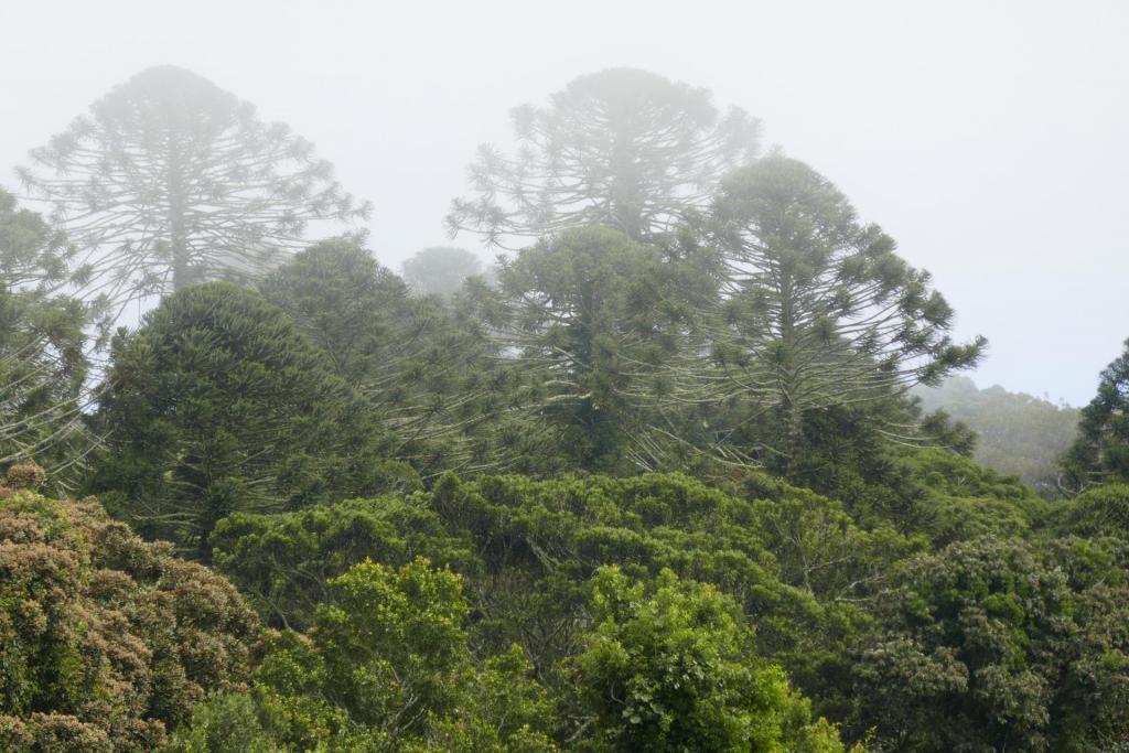 bunya2.jpg