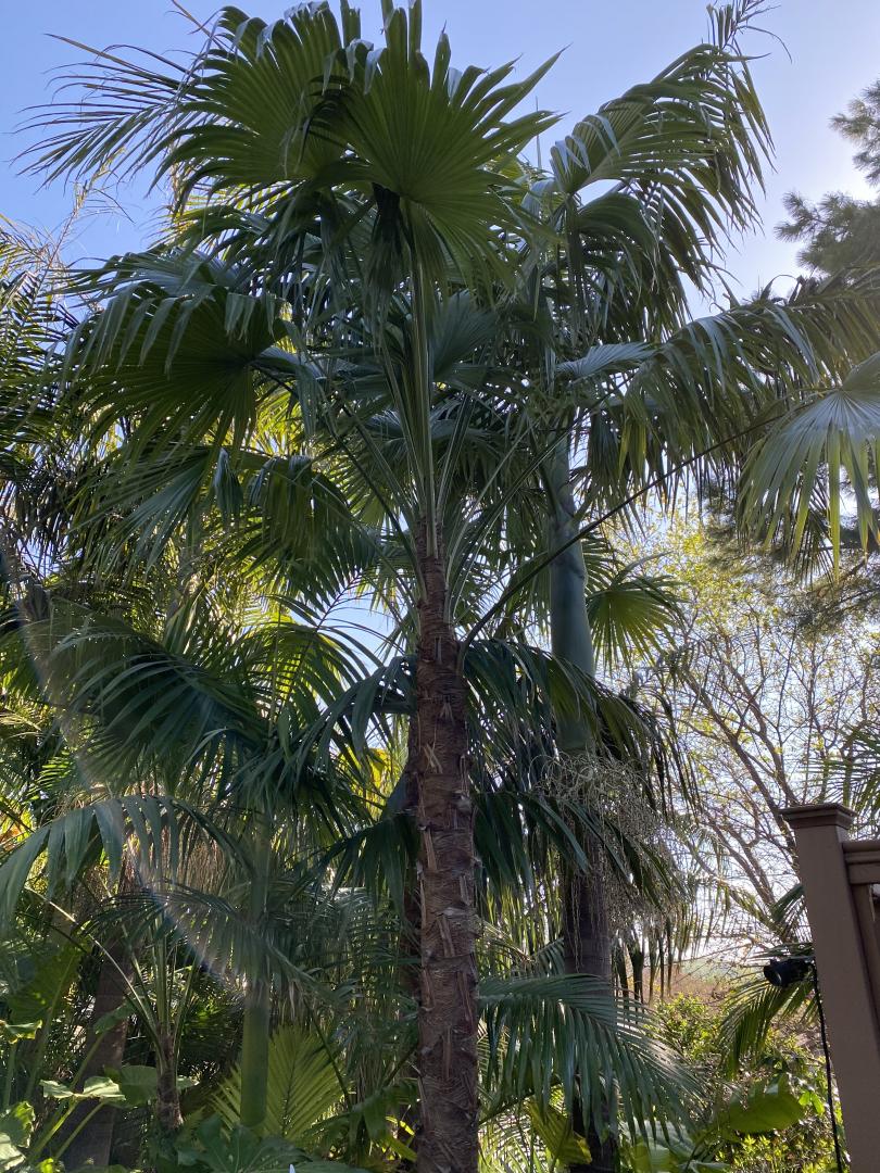 Trachycarpus latisectus - DISCUSSING PALM TREES WORLDWIDE - PalmTalk