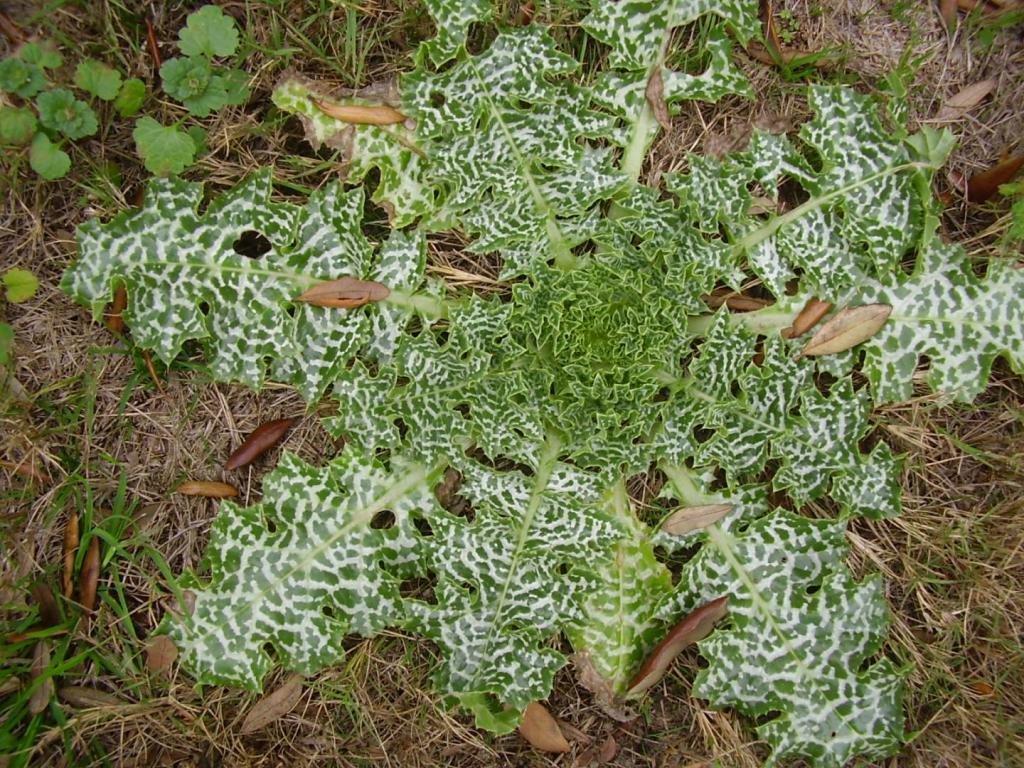 Milk thistle - Feb 2018.JPG