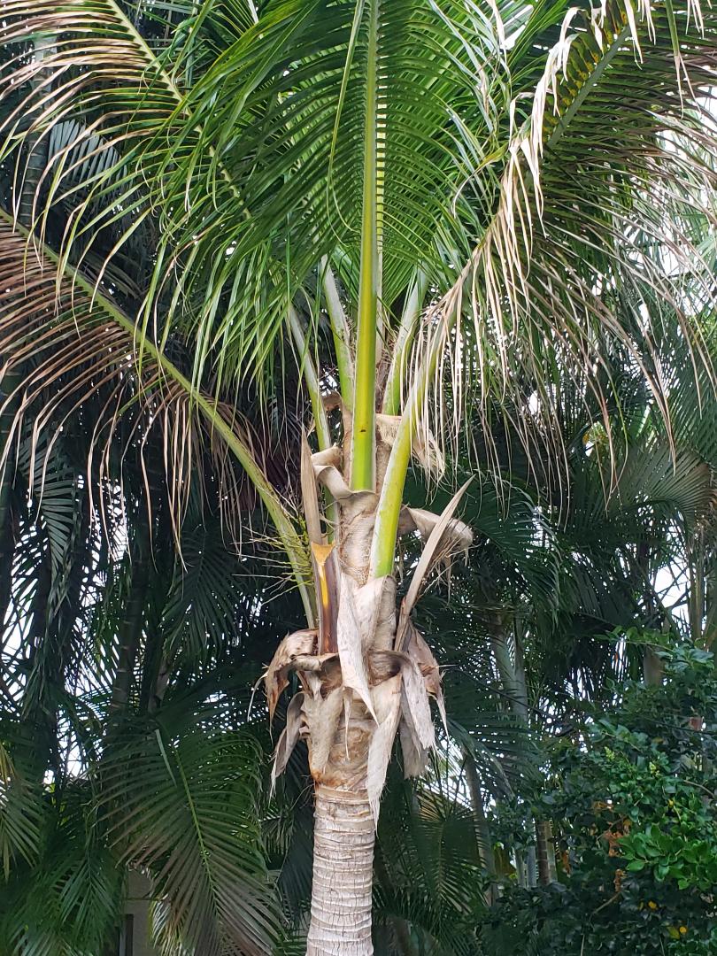 My Coconuts don't produce ? - DISCUSSING PALM TREES WORLDWIDE - PalmTalk