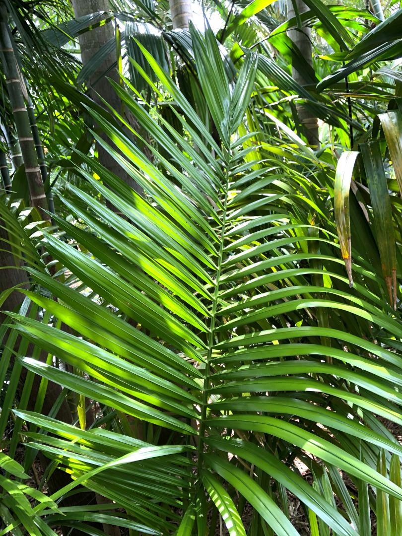 Assorted Understory Palms in the Jungle - DISCUSSING PALM TREES ...