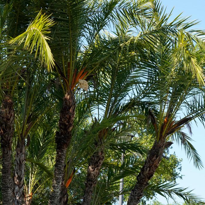 ID for flowering palm - DISCUSSING PALM TREES WORLDWIDE - PalmTalk