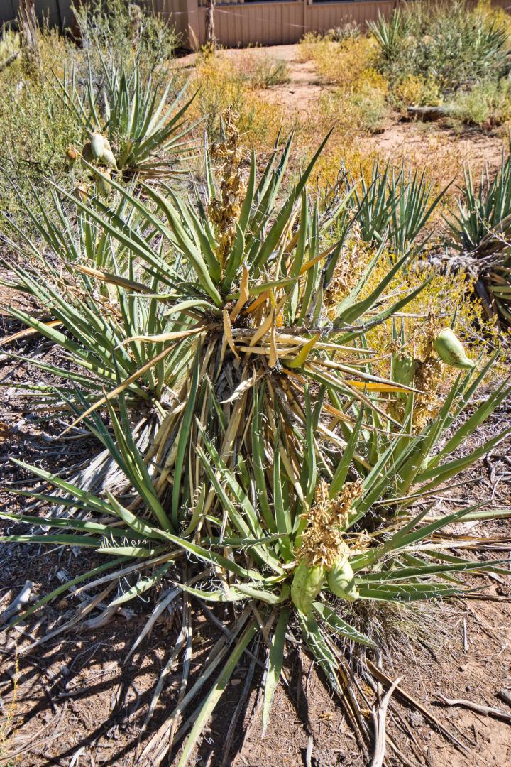 Yucca Baccata growth rate - TROPICAL LOOKING PLANTS - Other Than Palms ...