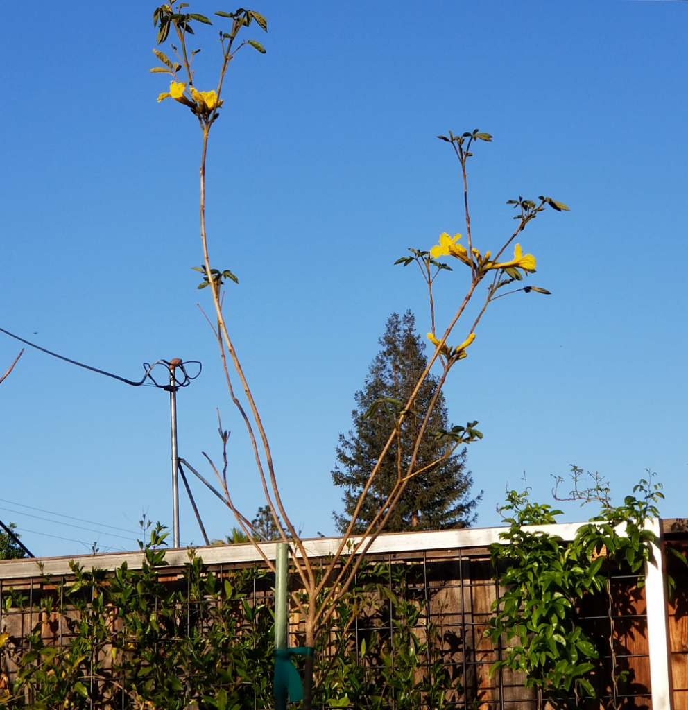 Handroanthus_umbellatus3.png