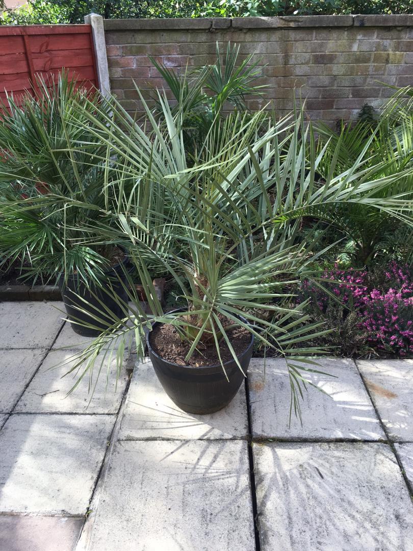 Sabal palmetto, Butia Capitata, Livistona Chinensis or Brahea Armata ...