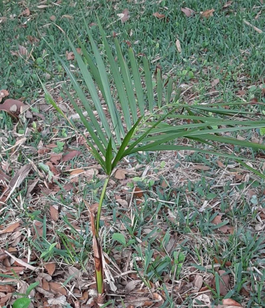 05_20210501_180629_Dypsis_leptocheilos_1450.jpg