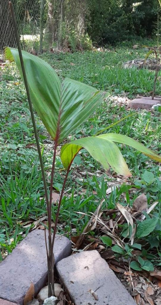 06_20210501_094643_Carpentaria_acuminata_02_1600.jpg