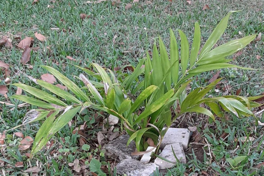 08_20210501_180724_Dypsis_prestoniana_1500.jpg