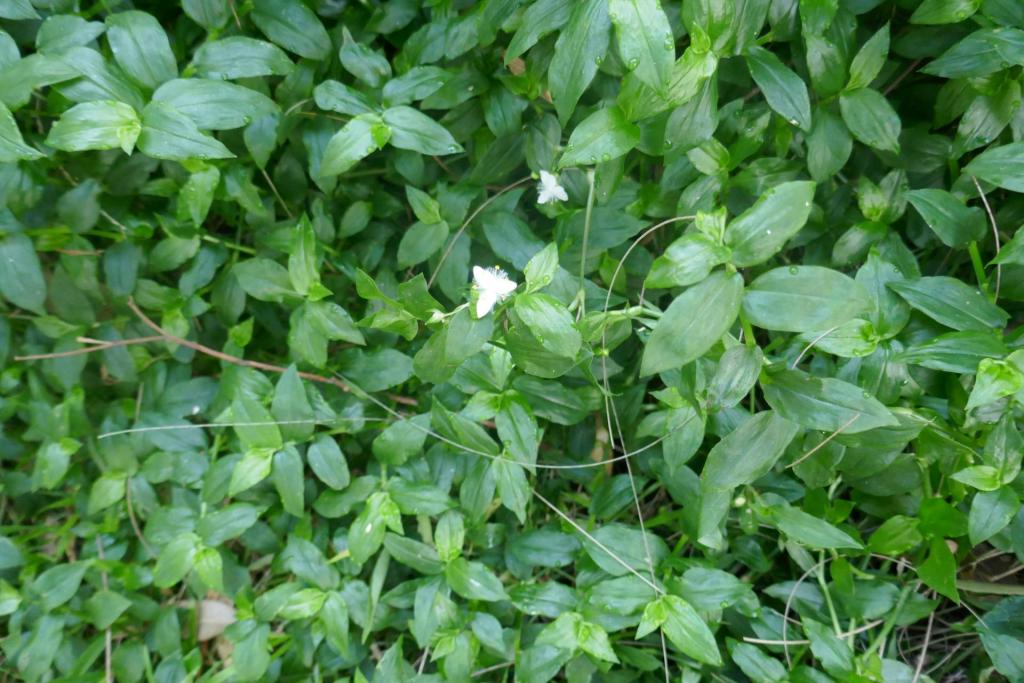 Tradescantia albiflora (2).JPG