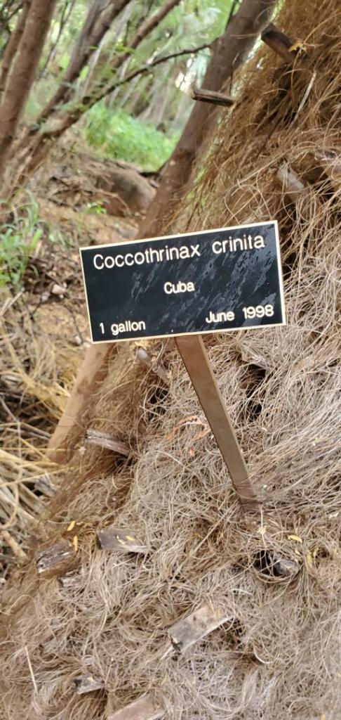 Coccothrinax Crinita-0.jpg