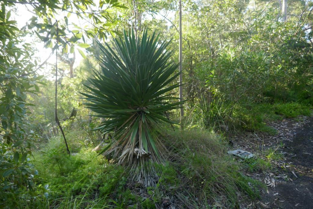 Yucca filamentosa.JPG