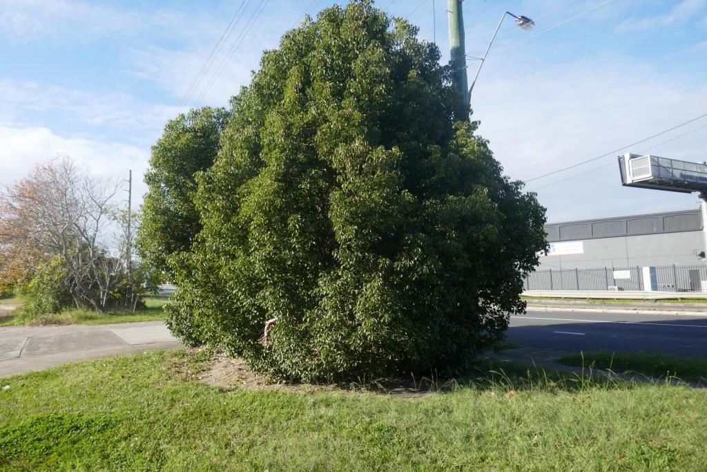 Cinnamomum camphora.JPG