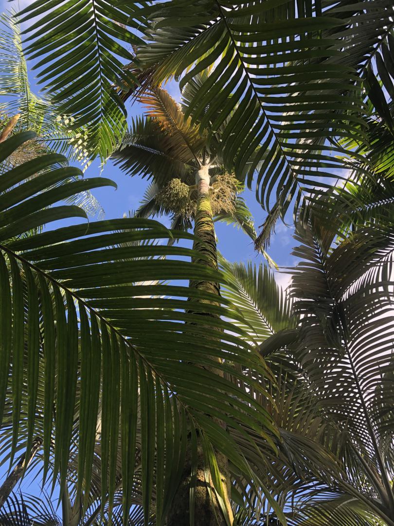 Archontophoenix Alexandre planted too shallow? - DISCUSSING PALM TREES ...